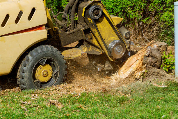 Trusted North Springfield, VA Tree Service Experts